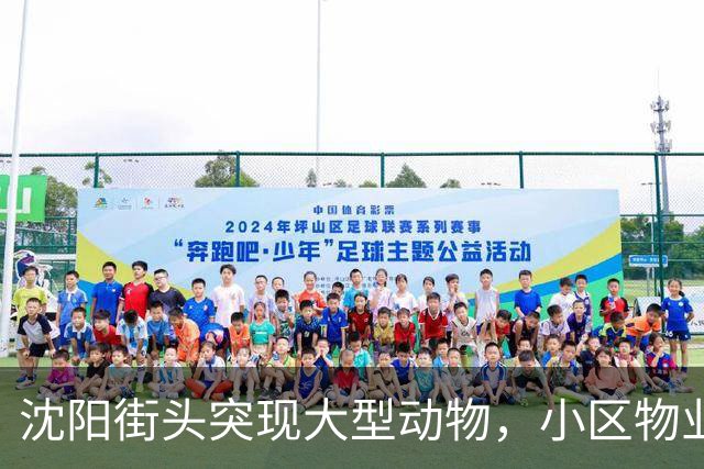 沈阳街头突现大型动物，小区物业：疑似野猪，应该还路过了很多小区，多方正寻找处置